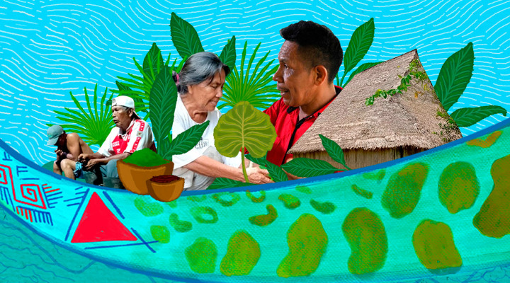 Plantas regeneradoras del agua